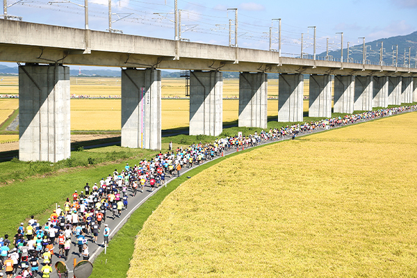 黄金色に輝く広大な田園地帯　一関国際ハーフマラソン　締切迫る