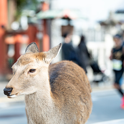 世界遺産の数々と鹿が見守る大和路のコースは特別感いっぱい！　12月7日（土）、8日（日）「奈良マラソン2024」開催！