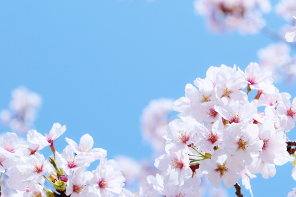 今年はレースでお花見を！　桜が期待できる大会