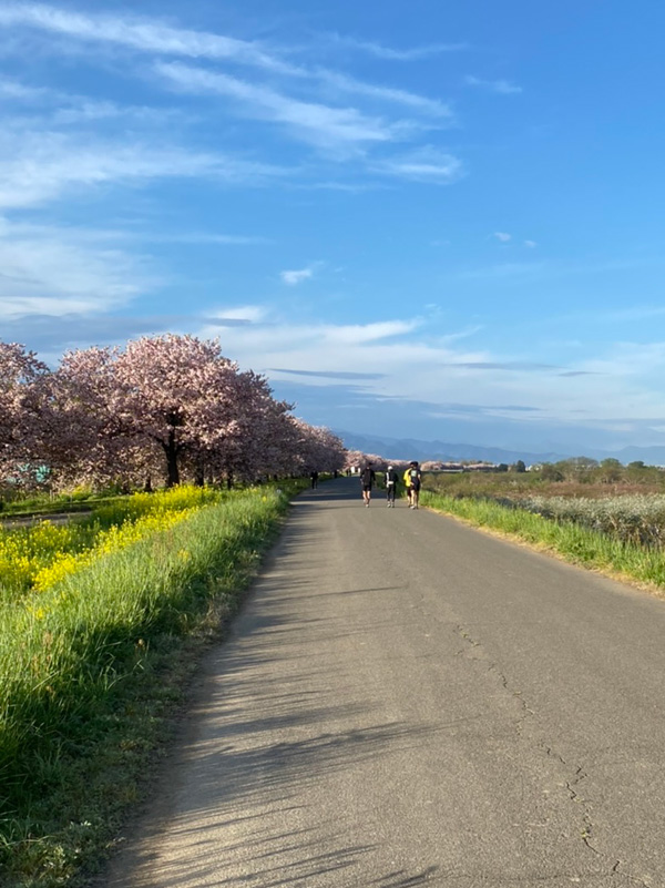 小布施の千曲川沿いの八重桜満開の堤防を、ラン仲間と早朝ランしてきました。（熊猫家さん・長野県）