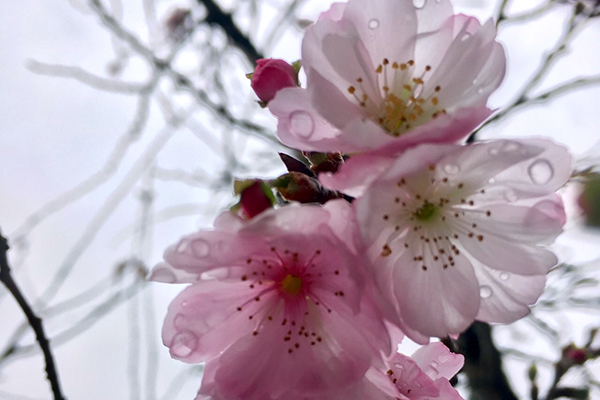 季節はずれの桜もお出迎え