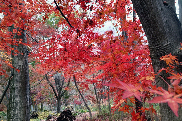 鮮やかな紅葉が目を楽しませてくれる