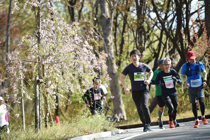 桜が残るコースを力走するランナーたち