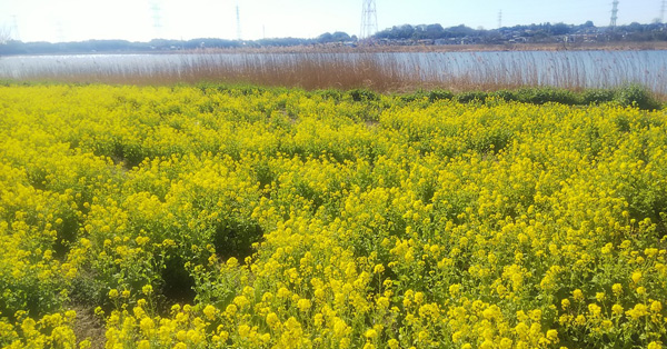 手賀沼の周りをお散歩ランしていたら、一面の菜の花を見つけました。（千葉県・みかりんりんさん）