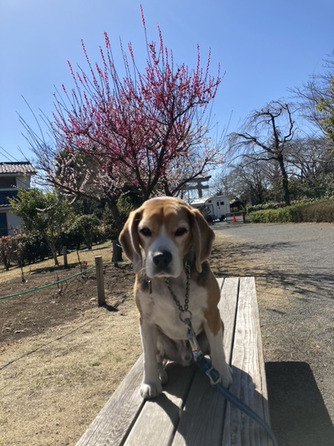 今日も素敵な梅に出会えました（東京都・さかなママさん）